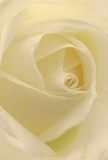 This evocative close-up draws you into the very heart of a cream-white rose-the kind expertly curated by florists in Feltham. Each petal winds softly inward, its surface feather-light, capturing the subtle shimmer of dew you might glimpse during quiet mornings in Feltham's parks. Shadows delicately trace the deepening spiral, creating an intimate sense of warmth and depth, while the gentle highlight across the bloom recalls the familiar comfort of home. The overall mood is one of peace and understated beauty-the same feeling that accompanies a heartfelt gesture given to a neighbour on Harlington Road or to mark new chapters in life. The thoughtfulness in every layer speaks to the skill and dedication of Feltham Flowers' florists, whose artistry transforms a single rose into a pure expression of sympathy, admiration, or renewal. With a faint suggestion of the sweet scent that drifts through local gardens on breezy afternoons, this image encapsulates the deep emotion and meaning found in every special delivery across Feltham.